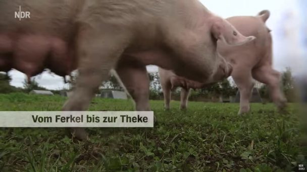 Bioschnitzel - Vom Ferkel bis zur Theke