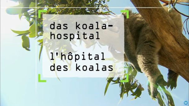 Das Koala-Hospital