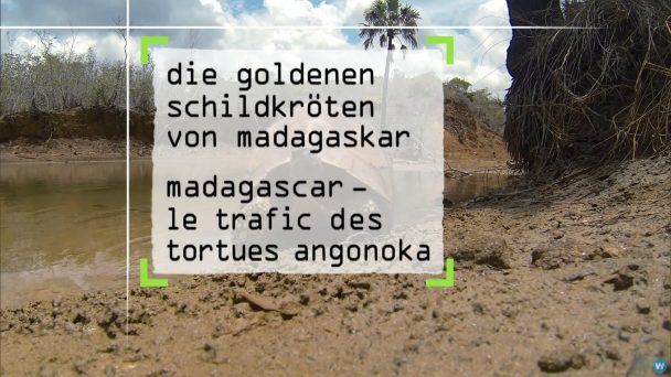 Die goldenen Schildkröten von Madagaskar