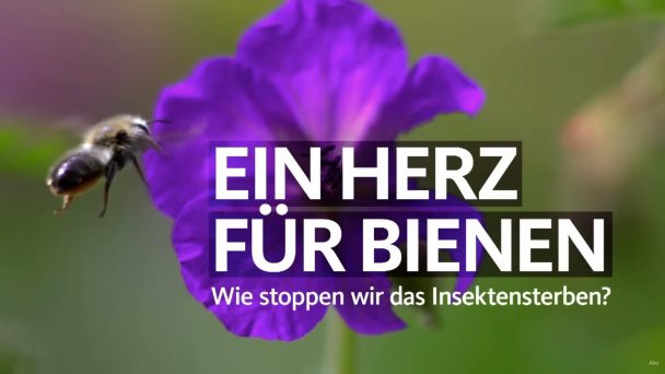 Ein Herz für Bienen - Wie stoppen wir das Insektensterben?