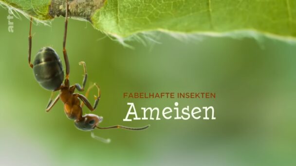 Fabelhafte Insekten - Ameisen