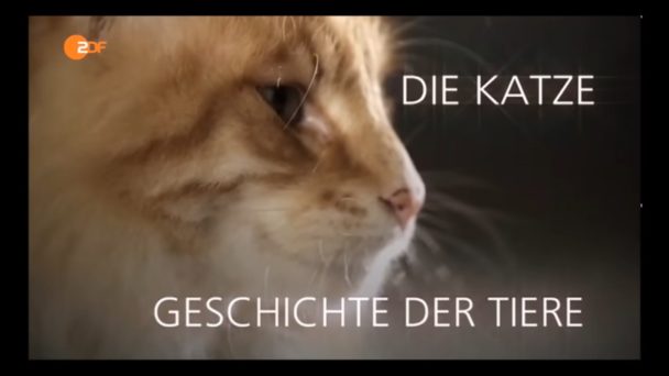 Geschichte der Tiere: Die Katze