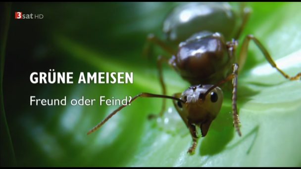 Grüne Ameisen - Freund oder Feind?