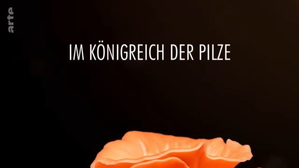 Im Königreich der Pilze