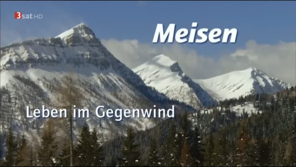 Meisen - Leben im Gegenwind