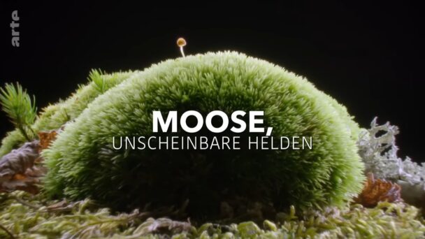 Moose, unscheinbare Helden