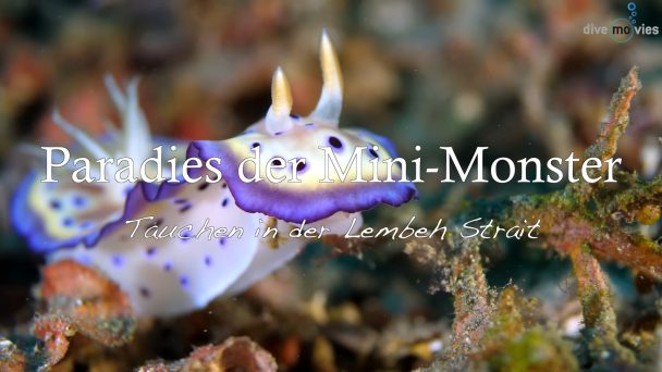 Paradies der Mini-Monster - Tauchen in der Lembeh Strait