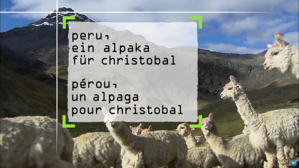 Peru, ein Alpaka für Christobal