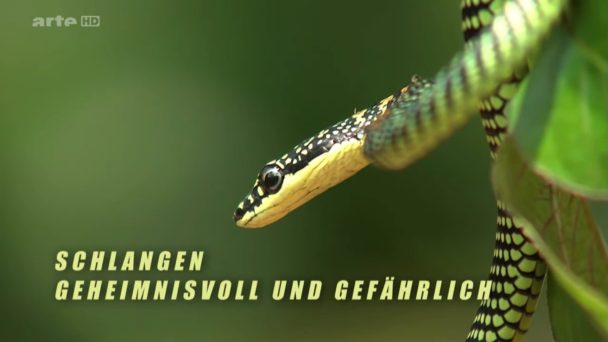 Schlangen - Geheimnisvoll und gefährlich