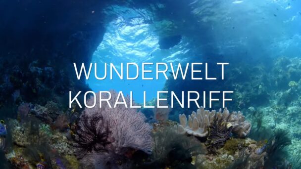 Wunderwelt Korallenriff